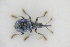  (Hemitrichapion lanigerum - GBOLRL0987)  @11 [ ] CreativeCommons - Attribution Non-Commercial Share-Alike (2016) SNSB, Staatliche Naturwissenschaftliche Sammlungen Bayerns ZSM (SNSB, Zoologische Staatssammlung Muenchen)