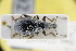  (Otiorhynchus chrysocomus - GBOLRL0992)  @11 [ ] CreativeCommons - Attribution Non-Commercial Share-Alike (2016) SNSB, Staatliche Naturwissenschaftliche Sammlungen Bayerns ZSM (SNSB, Zoologische Staatssammlung Muenchen)