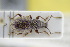  (Otiorhynchus velutinus - GBOLRL0994)  @11 [ ] CreativeCommons - Attribution Non-Commercial Share-Alike (2016) SNSB, Staatliche Naturwissenschaftliche Sammlungen Bayerns ZSM (SNSB, Zoologische Staatssammlung Muenchen)