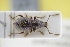  ( - GBOLRL0995)  @11 [ ] CreativeCommons - Attribution Non-Commercial Share-Alike (2016) SNSB, Staatliche Naturwissenschaftliche Sammlungen Bayerns ZSM (SNSB, Zoologische Staatssammlung Muenchen)