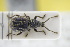  ( - GBOLRL0998)  @11 [ ] CreativeCommons - Attribution Non-Commercial Share-Alike (2016) SNSB, Staatliche Naturwissenschaftliche Sammlungen Bayerns ZSM (SNSB, Zoologische Staatssammlung Muenchen)