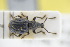  (Otiorhynchus foraminosus - GBOLRL0999)  @11 [ ] CreativeCommons - Attribution Non-Commercial Share-Alike (2016) SNSB, Staatliche Naturwissenschaftliche Sammlungen Bayerns ZSM (SNSB, Zoologische Staatssammlung Muenchen)