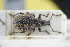  (Otiorhynchus subquadratus - GBOLRL1001)  @11 [ ] CreativeCommons - Attribution Non-Commercial Share-Alike (2016) SNSB, Staatliche Naturwissenschaftliche Sammlungen Bayerns ZSM (SNSB, Zoologische Staatssammlung Muenchen)