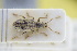  (Phyllobius cinerascens - GBOLRL1003)  @11 [ ] CreativeCommons - Attribution Non-Commercial Share-Alike (2016) SNSB, Staatliche Naturwissenschaftliche Sammlungen Bayerns ZSM (SNSB, Zoologische Staatssammlung Muenchen)