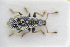  (Phyllobius brevis - GBOLRL1006)  @11 [ ] CreativeCommons - Attribution Non-Commercial Share-Alike (2016) SNSB, Staatliche Naturwissenschaftliche Sammlungen Bayerns ZSM (SNSB, Zoologische Staatssammlung Muenchen)