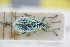  ( - GBOLRL1009)  @11 [ ] CreativeCommons - Attribution Non-Commercial Share-Alike (2016) SNSB, Staatliche Naturwissenschaftliche Sammlungen Bayerns ZSM (SNSB, Zoologische Staatssammlung Muenchen)