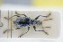  ( - GBOLRL1010)  @11 [ ] CreativeCommons - Attribution Non-Commercial Share-Alike (2016) SNSB, Staatliche Naturwissenschaftliche Sammlungen Bayerns ZSM (SNSB, Zoologische Staatssammlung Muenchen)