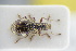  (Polydrusus sparsus - GBOLRL1011)  @11 [ ] CreativeCommons - Attribution Non-Commercial Share-Alike (2016) SNSB, Staatliche Naturwissenschaftliche Sammlungen Bayerns ZSM (SNSB, Zoologische Staatssammlung Muenchen)