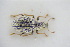  (Sciaphobus rubi - GBOLRL1013)  @11 [ ] CreativeCommons - Attribution Non-Commercial Share-Alike (2016) SNSB, Staatliche Naturwissenschaftliche Sammlungen Bayerns ZSM (SNSB, Zoologische Staatssammlung Muenchen)
