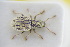  ( - GBOLRL1017)  @11 [ ] CreativeCommons - Attribution Non-Commercial Share-Alike (2016) SNSB, Staatliche Naturwissenschaftliche Sammlungen Bayerns ZSM (SNSB, Zoologische Staatssammlung Muenchen)