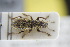  ( - GBOLRL1023)  @11 [ ] CreativeCommons - Attribution Non-Commercial Share-Alike (2016) SNSB, Staatliche Naturwissenschaftliche Sammlungen Bayerns ZSM (SNSB, Zoologische Staatssammlung Muenchen)