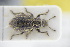  ( - GBOLRL1024)  @11 [ ] CreativeCommons - Attribution Non-Commercial Share-Alike (2016) SNSB, Staatliche Naturwissenschaftliche Sammlungen Bayerns ZSM (SNSB, Zoologische Staatssammlung Muenchen)