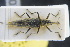  (Lixus paraplecticus - GBOLRL1029)  @11 [ ] CreativeCommons - Attribution Non-Commercial Share-Alike (2016) SNSB, Staatliche Naturwissenschaftliche Sammlungen Bayerns ZSM (SNSB, Zoologische Staatssammlung Muenchen)