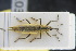  ( - GBOLRL1030)  @11 [ ] CreativeCommons - Attribution Non-Commercial Share-Alike (2016) SNSB, Staatliche Naturwissenschaftliche Sammlungen Bayerns ZSM (SNSB, Zoologische Staatssammlung Muenchen)