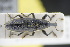 (Lixus ochraceus - GBOLRL1031)  @11 [ ] CreativeCommons - Attribution Non-Commercial Share-Alike (2016) SNSB, Staatliche Naturwissenschaftliche Sammlungen Bayerns ZSM (SNSB, Zoologische Staatssammlung Muenchen)