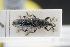  (Lixus subtilis - GBOLRL1032)  @11 [ ] CreativeCommons - Attribution Non-Commercial Share-Alike (2016) SNSB, Staatliche Naturwissenschaftliche Sammlungen Bayerns ZSM (SNSB, Zoologische Staatssammlung Muenchen)