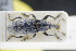  ( - GBOLRL1034)  @11 [ ] CreativeCommons - Attribution Non-Commercial Share-Alike (2016) SNSB, Staatliche Naturwissenschaftliche Sammlungen Bayerns ZSM (SNSB, Zoologische Staatssammlung Muenchen)