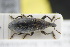  ( - GBOLRL1035)  @11 [ ] CreativeCommons - Attribution Non-Commercial Share-Alike (2016) SNSB, Staatliche Naturwissenschaftliche Sammlungen Bayerns ZSM (SNSB, Zoologische Staatssammlung Muenchen)