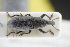  (Lixus sanguineus - GBOLRL1036)  @11 [ ] CreativeCommons - Attribution Non-Commercial Share-Alike (2016) SNSB, Staatliche Naturwissenschaftliche Sammlungen Bayerns ZSM (SNSB, Zoologische Staatssammlung Muenchen)