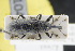  ( - GBOLRL1040)  @11 [ ] CreativeCommons - Attribution Non-Commercial Share-Alike (2016) SNSB, Staatliche Naturwissenschaftliche Sammlungen Bayerns ZSM (SNSB, Zoologische Staatssammlung Muenchen)