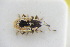  (Sibinia phalerata - GBOLRL1082)  @11 [ ] CreativeCommons - Attribution Non-Commercial Share-Alike (2016) SNSB, Staatliche Naturwissenschaftliche Sammlungen Bayerns ZSM (SNSB, Zoologische Staatssammlung Muenchen)