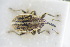  (Sibinia vittata - GBOLRL1083)  @11 [ ] CreativeCommons - Attribution Non-Commercial Share-Alike (2016) SNSB, Staatliche Naturwissenschaftliche Sammlungen Bayerns ZSM (SNSB, Zoologische Staatssammlung Muenchen)