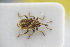  ( - GBOLRL1084)  @11 [ ] CreativeCommons - Attribution Non-Commercial Share-Alike (2016) SNSB, Staatliche Naturwissenschaftliche Sammlungen Bayerns ZSM (SNSB, Zoologische Staatssammlung Muenchen)