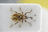  (Sibinia femoralis - GBOLRL1085)  @11 [ ] CreativeCommons - Attribution Non-Commercial Share-Alike (2016) SNSB, Staatliche Naturwissenschaftliche Sammlungen Bayerns ZSM (SNSB, Zoologische Staatssammlung Muenchen)