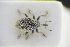  (Sibinia tibialis - GBOLRL1086)  @11 [ ] CreativeCommons - Attribution Non-Commercial Share-Alike (2016) SNSB, Staatliche Naturwissenschaftliche Sammlungen Bayerns ZSM (SNSB, Zoologische Staatssammlung Muenchen)