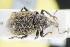  (Plinthus tischeri - GBOLRL1097)  @11 [ ] CreativeCommons - Attribution Non-Commercial Share-Alike (2016) SNSB, Staatliche Naturwissenschaftliche Sammlungen Bayerns ZSM (SNSB, Zoologische Staatssammlung Muenchen)