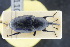  (Sphenophorus piceus - GBOLRL1107)  @11 [ ] CreativeCommons - Attribution Non-Commercial Share-Alike (2016) SNSB, Staatliche Naturwissenschaftliche Sammlungen Bayerns ZSM (SNSB, Zoologische Staatssammlung Muenchen)
