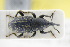  ( - GBOLRL1108)  @11 [ ] CreativeCommons - Attribution Non-Commercial Share-Alike (2016) SNSB, Staatliche Naturwissenschaftliche Sammlungen Bayerns ZSM (SNSB, Zoologische Staatssammlung Muenchen)