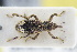  ( - GBOLRL1110)  @11 [ ] CreativeCommons - Attribution Non-Commercial Share-Alike (2016) SNSB, Staatliche Naturwissenschaftliche Sammlungen Bayerns ZSM (SNSB, Zoologische Staatssammlung Muenchen)