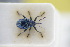  ( - GBOLRL1117)  @11 [ ] CreativeCommons - Attribution Non-Commercial Share-Alike (2016) SNSB, Staatliche Naturwissenschaftliche Sammlungen Bayerns ZSM (SNSB, Zoologische Staatssammlung Muenchen)