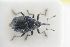  ( - GBOLRL1120)  @11 [ ] CreativeCommons - Attribution Non-Commercial Share-Alike (2016) SNSB, Staatliche Naturwissenschaftliche Sammlungen Bayerns ZSM (SNSB, Zoologische Staatssammlung Muenchen)