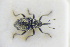  ( - GBOLRL1125)  @11 [ ] CreativeCommons - Attribution Non-Commercial Share-Alike (2016) SNSB, Staatliche Naturwissenschaftliche Sammlungen Bayerns ZSM (SNSB, Zoologische Staatssammlung Muenchen)
