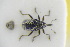  ( - GBOLRL1126)  @11 [ ] CreativeCommons - Attribution Non-Commercial Share-Alike (2016) SNSB, Staatliche Naturwissenschaftliche Sammlungen Bayerns ZSM (SNSB, Zoologische Staatssammlung Muenchen)