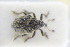 ( - GBOLRL1133)  @11 [ ] CreativeCommons - Attribution Non-Commercial Share-Alike (2016) SNSB, Staatliche Naturwissenschaftliche Sammlungen Bayerns ZSM (SNSB, Zoologische Staatssammlung Muenchen)