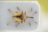  (Nanophyes circumscriptus - GBOLRL1157)  @11 [ ] CreativeCommons - Attribution Non-Commercial Share-Alike (2016) SNSB, Staatliche Naturwissenschaftliche Sammlungen Bayerns ZSM (SNSB, Zoologische Staatssammlung Muenchen)
