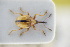  ( - GBOLRL1158)  @11 [ ] CreativeCommons - Attribution Non-Commercial Share-Alike (2016) SNSB, Staatliche Naturwissenschaftliche Sammlungen Bayerns ZSM (SNSB, Zoologische Staatssammlung Muenchen)