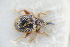  (Rhynchaenus erythropus - GBOLRL1181)  @11 [ ] CreativeCommons - Attribution Non-Commercial Share-Alike (2016) SNSB, Staatliche Naturwissenschaftliche Sammlungen Bayerns ZSM (SNSB, Zoologische Staatssammlung Muenchen)
