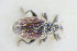  (Rhynchaenus calceatus - GBOLRL1182)  @11 [ ] CreativeCommons - Attribution Non-Commercial Share-Alike (2016) SNSB, Staatliche Naturwissenschaftliche Sammlungen Bayerns ZSM (SNSB, Zoologische Staatssammlung Muenchen)