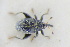  (Rhynchaenus pratensis - GBOLRL1183)  @11 [ ] CreativeCommons - Attribution Non-Commercial Share-Alike (2016) SNSB, Staatliche Naturwissenschaftliche Sammlungen Bayerns ZSM (SNSB, Zoologische Staatssammlung Muenchen)