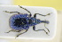  (Rhynchites pubescens - GBOLRL1187)  @11 [ ] CreativeCommons - Attribution Non-Commercial Share-Alike (2016) SNSB, Staatliche Naturwissenschaftliche Sammlungen Bayerns ZSM (SNSB, Zoologische Staatssammlung Muenchen)