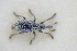  (Catapion curtisii - GBOLRL1190)  @11 [ ] CreativeCommons - Attribution Non-Commercial Share-Alike (2016) SNSB, Staatliche Naturwissenschaftliche Sammlungen Bayerns ZSM (SNSB, Zoologische Staatssammlung Muenchen)
