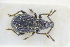  (Otiorhynchus nocturnus - GBOLRL1192)  @11 [ ] CreativeCommons - Attribution Non-Commercial Share-Alike (2016) SNSB, Staatliche Naturwissenschaftliche Sammlungen Bayerns ZSM (SNSB, Zoologische Staatssammlung Muenchen)
