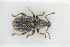  ( - GBOLRL1193)  @11 [ ] CreativeCommons - Attribution Non-Commercial Share-Alike (2016) SNSB, Staatliche Naturwissenschaftliche Sammlungen Bayerns ZSM (SNSB, Zoologische Staatssammlung Muenchen)