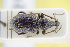  (Otiorhynchus procerus - GBOLRL1194)  @11 [ ] CreativeCommons - Attribution Non-Commercial Share-Alike (2016) SNSB, Staatliche Naturwissenschaftliche Sammlungen Bayerns ZSM (SNSB, Zoologische Staatssammlung Muenchen)
