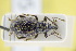  ( - GBOLRL1195)  @11 [ ] CreativeCommons - Attribution Non-Commercial Share-Alike (2016) SNSB, Staatliche Naturwissenschaftliche Sammlungen Bayerns ZSM (SNSB, Zoologische Staatssammlung Muenchen)