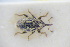  ( - GBOLRL1204)  @12 [ ] CreativeCommons - Attribution Non-Commercial Share-Alike (2016) SNSB, Staatliche Naturwissenschaftliche Sammlungen Bayerns ZSM (SNSB, Zoologische Staatssammlung Muenchen)